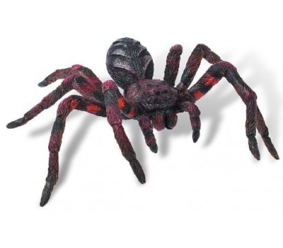 Wolf Spider